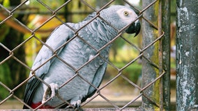 Zoo removes parrots from view after they kept cursing at visitors