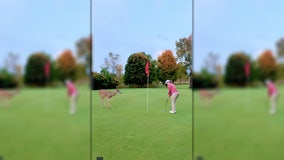 Curious deer watches closely as golfer sinks putt