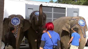 30 former circus elephants find new home at Florida wildlife refuge