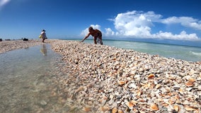 Beach renourishment project stirs rare shells onto Lido Beach