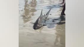 Beachgoers pull shark from ocean to 'remove hook' from its mouth