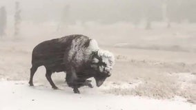 Bison walks through 'unseasonable' Labor Day snowstorm in Yellowstone National Park