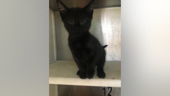 Carroll County looking to adoptions to reduce shelter cat population