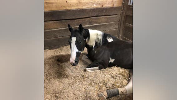'Dread Head Cowboy's' horse recovering on farm in south suburbs