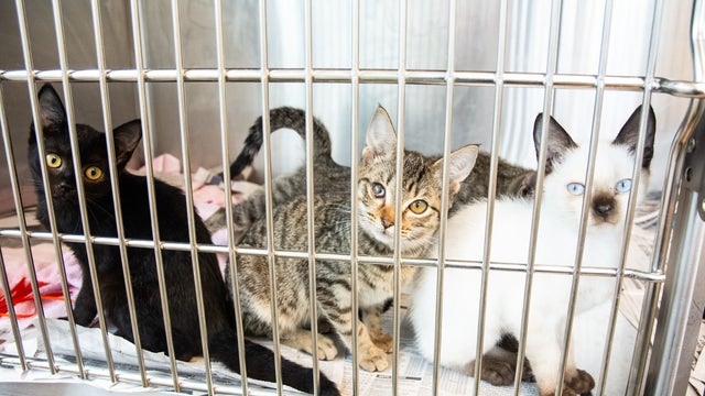 Dozens of cats and kittens rescued from Georgia condo