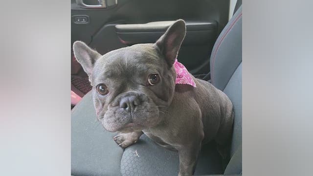 Dog taken during car theft in Buckhead