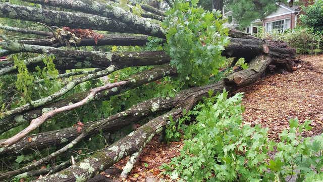 Officials: Woman injured after tree falls near Decatur home