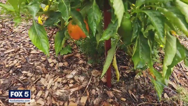 New delivery service gives Black farmers a broader customer base