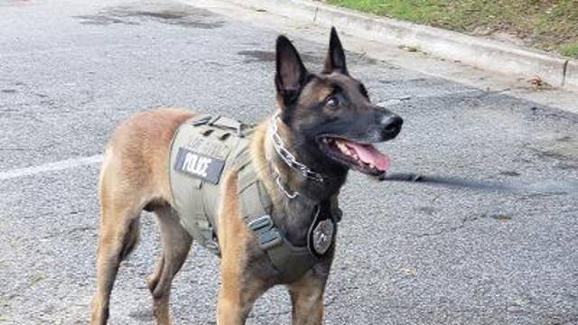 Police K-9 finds convicted felon hiding above the axle of a tractor trailer