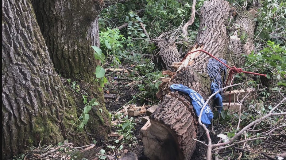 man stuck under tree