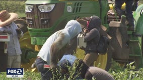 California farmworkers endure harsh conditions, wildfires and the coronavirus