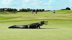 VIDEO: Massive alligator takes a stroll across Florida golf course