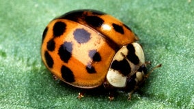 Invasive Asian Lady Beetles are swarming Wisconsin, not Ladybugs