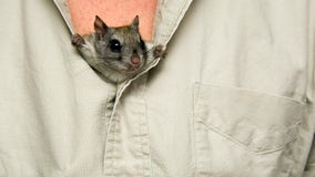 Florida wildlife investigators bust million-dollar flying squirrel trafficking ring