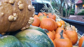 Forget about the Great Pumpkin, here comes the Pumpkin Truck!