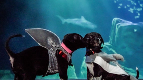 Puppies have Halloween fun with visit to Georgia Aquarium