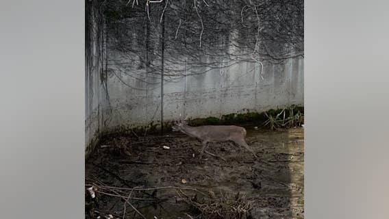 Fire crews free trapped deer