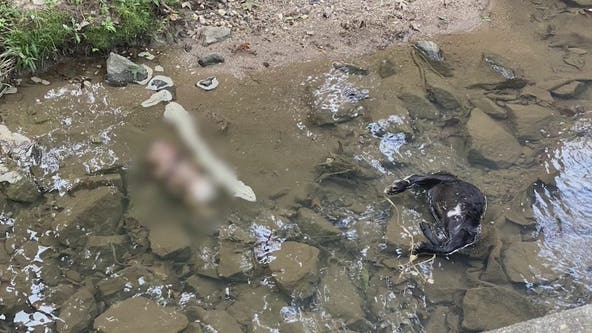 Decapitated animals found in Kirkwood