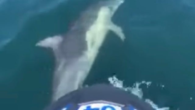 Dolphins join police jet ski patrol in Australia