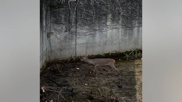 Fire crews free trapped deer