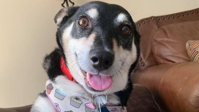 Atlanta animal shelter waiving adoption fees for foster pets