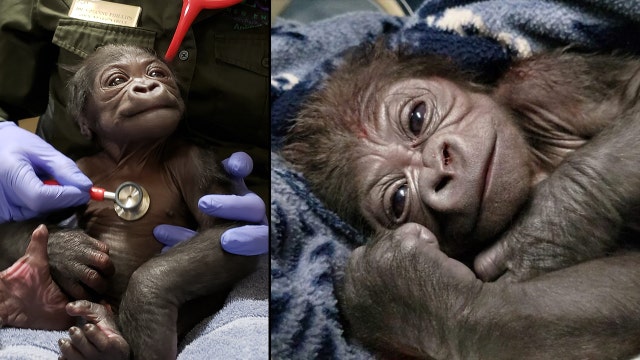 Adorable baby gorilla born via C-section at Boston zoo