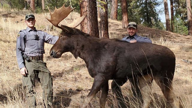 Idaho wildlife officials using lifelike decoy animals to catch illegal hunters