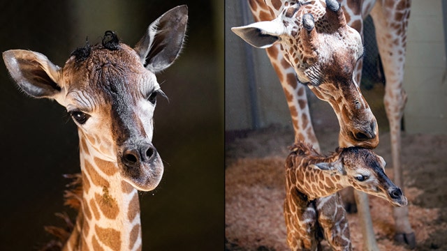 It's a girl! Colorado zoo welcomes baby giraffe