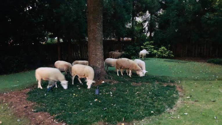 Brookhaven Police were called out to reports of sheep roaming the area of East Brookhaven Dr. near Mabry Rd. (Brookhaven Police Department).