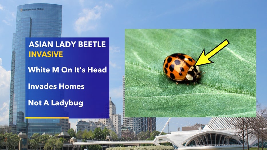 Asian-Lady-Beetle.jpg