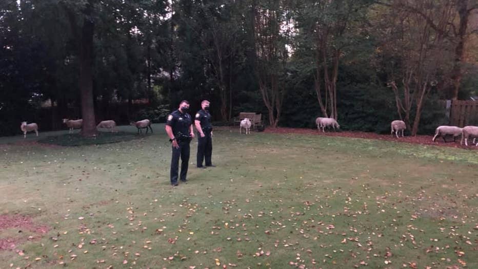 Brookhaven Police officers play shepherd for some sheep until animal control arrives (Brookhaven Police Department).