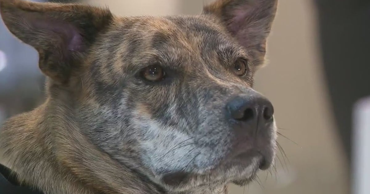Rescue pup becomes Atlanta Police's first emotional support dog | FOX 5 ...