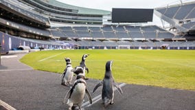 Shedd penguins go on 'field trip' to Soldier Field