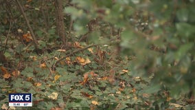 Dunwoody residents infuriated by residential deer hunting