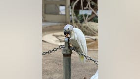 Security footage: Pair of aging birds stolen from California zoo