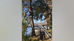 Georgia police rescue arborist trapped while working on tree