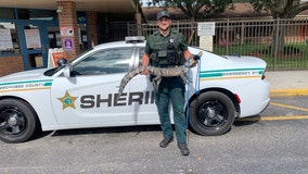 Florida deputies remove alligator from school playground, release it into river