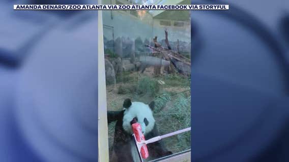Zoo Atlanta's giant pandas mesmerized by glass cleaning