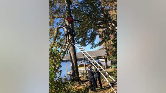 Georgia police rescue arborist trapped while working on tree