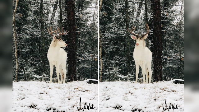 Albino buck photographed in snow-covered backyard in Wisconsin