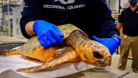 Georgia Aquarium helping 4 sea turtles saved from freezing