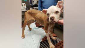 Police looking for person who threw dog in dumpster to die