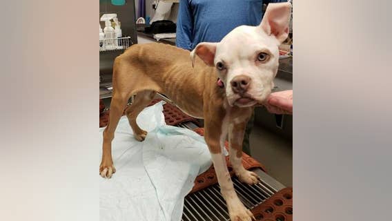 Police looking for person who threw dog in dumpster to die