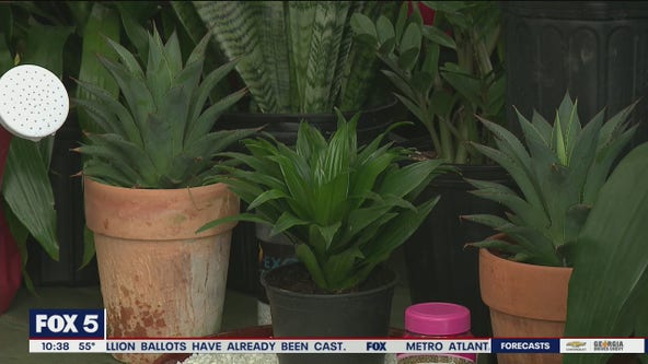 Taking care of house plants during the winter