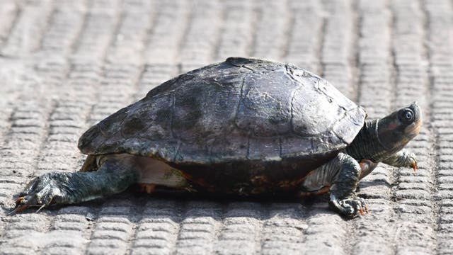 Georgia turtle trapper accused of illegally trapping thousands of freshwater turtles