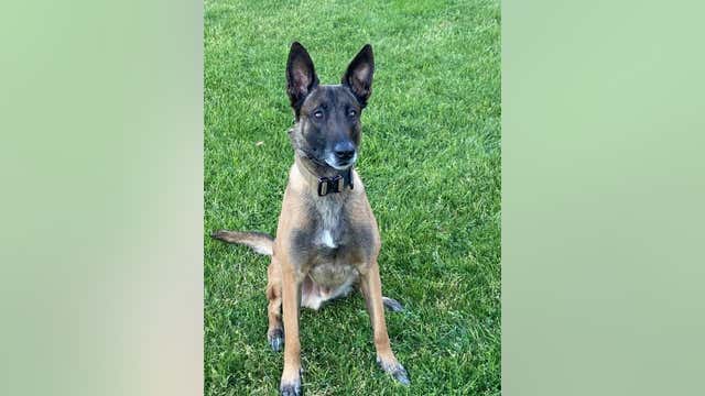 Phoenix Police release bodycam footage of shooting that killed suspect, injured K-9