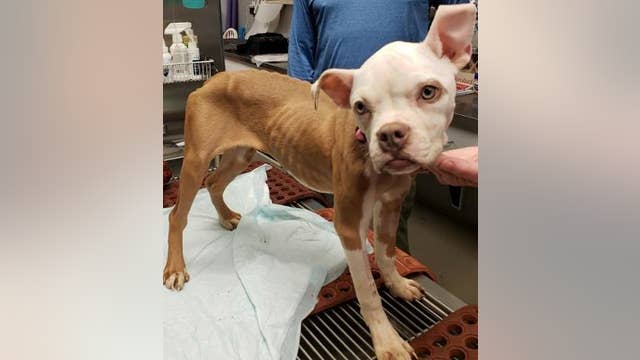 Police looking for person who threw dog in dumpster to die