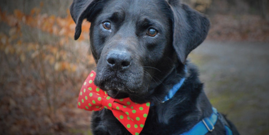 10 Year Old Dog Adopted After Spending 1 134 Days In Shelter