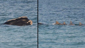 Whale and calf spotted near Florida beach with pod of dolphins