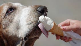 Ben & Jerry’s makes dog ice cream as pet food industry grows